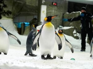 Dubai Ski snow cheap tickets price