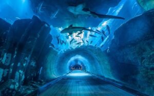 Dubai cheap tickets At the top Burj Khalifa Level 124 + Dubai Aquarium