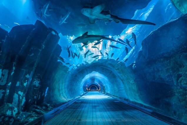Dubai cheap tickets At the top Burj Khalifa Level 124 + Dubai Aquarium