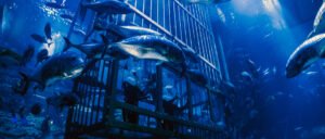 Dubai Burj Khalifa and Aquarium cheap price tickets