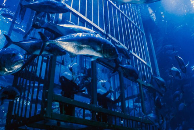 Dubai Burj Khalifa and Aquarium cheap price tickets