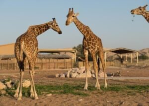 Dubai attraction cheap price tickets