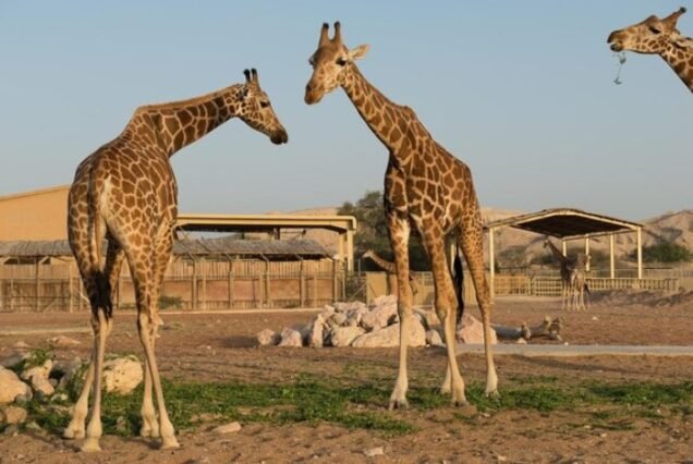 Dubai attraction cheap price tickets