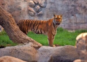 Dubai attraction cheap price tickets