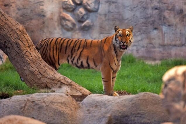 Dubai attraction cheap price tickets