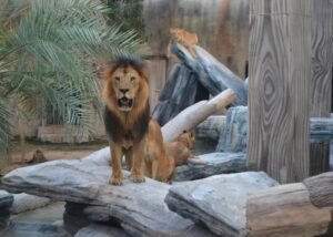 Dubai attraction cheap price tickets