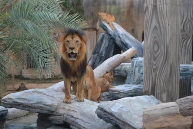 Dubai attraction cheap price tickets