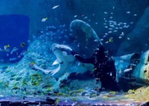 Abu Dhabi attraction cheap price tickets