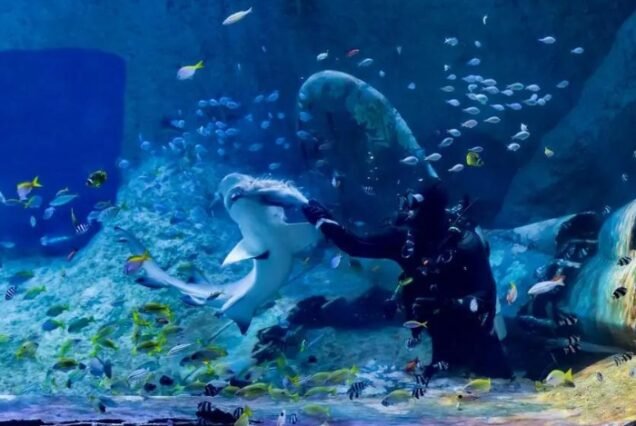 Abu Dhabi attraction cheap price tickets