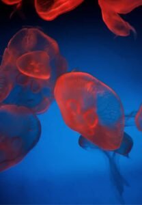 Dubai Aquarium and Underwater Zoo at a cheap price with ICL tours.