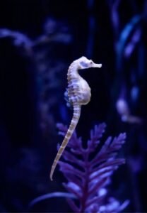 Dubai Best Aquarium and Underwater Zoo at a cheap price with ICL tours.