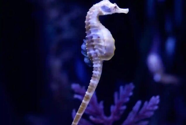 Dubai Best Aquarium and Underwater Zoo at a cheap price with ICL tours.