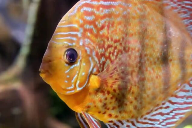 Dubai Aquarium and Underwater Zoo at a cheap price with ICL tours.